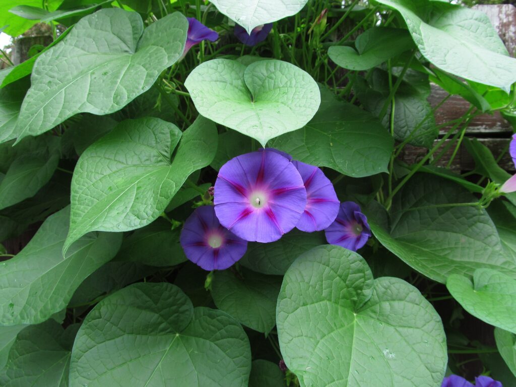 Ipomoea Purpúrea Um Guia Desta Planta