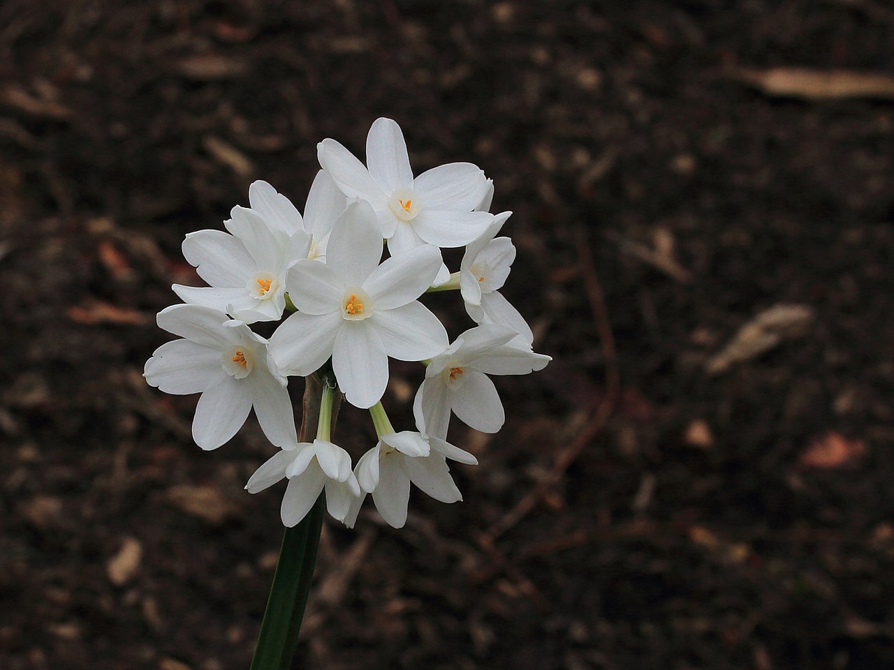 Narcissus Papyraceus Um Guia Desta Planta