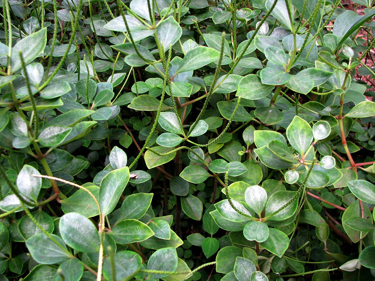 Peperomia Blanda Um Guia Desta Planta