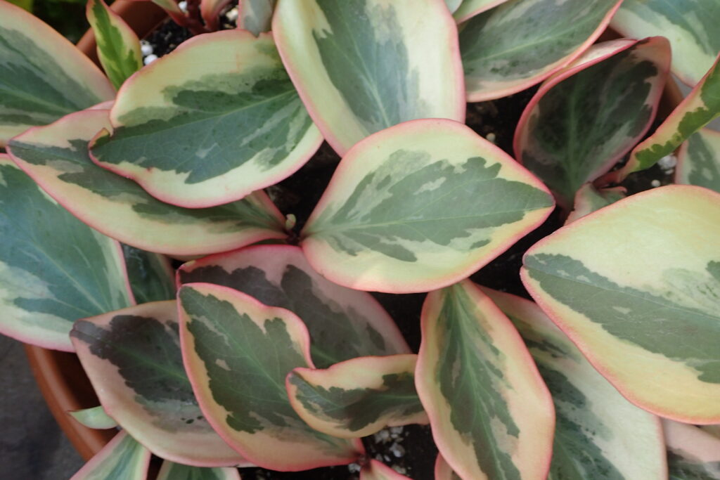 Peperomia Clusiifolia Um Guia Desta Planta