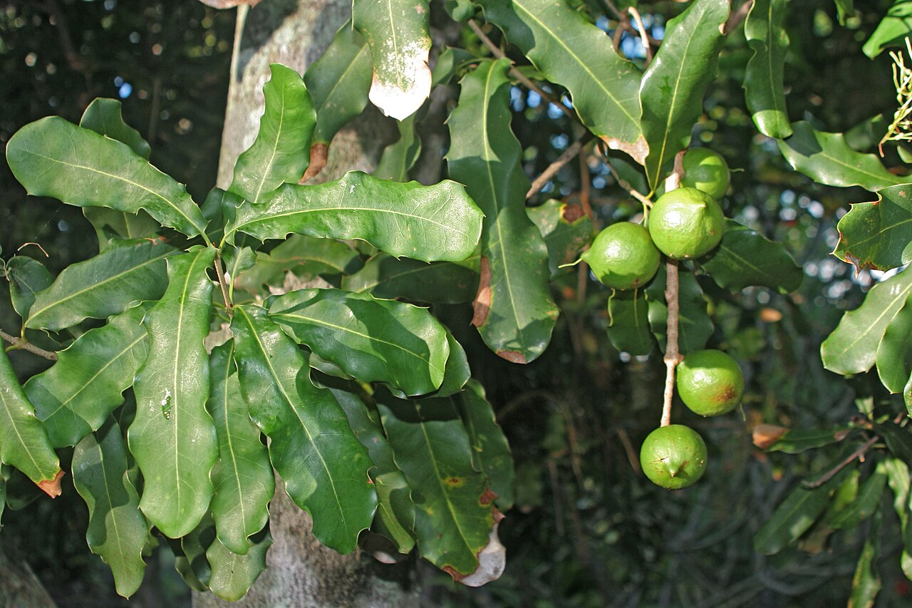 Macadâmia Um Guia Completo