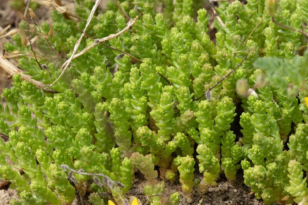 Sedum Acre Um Guia Completo Desta Planta