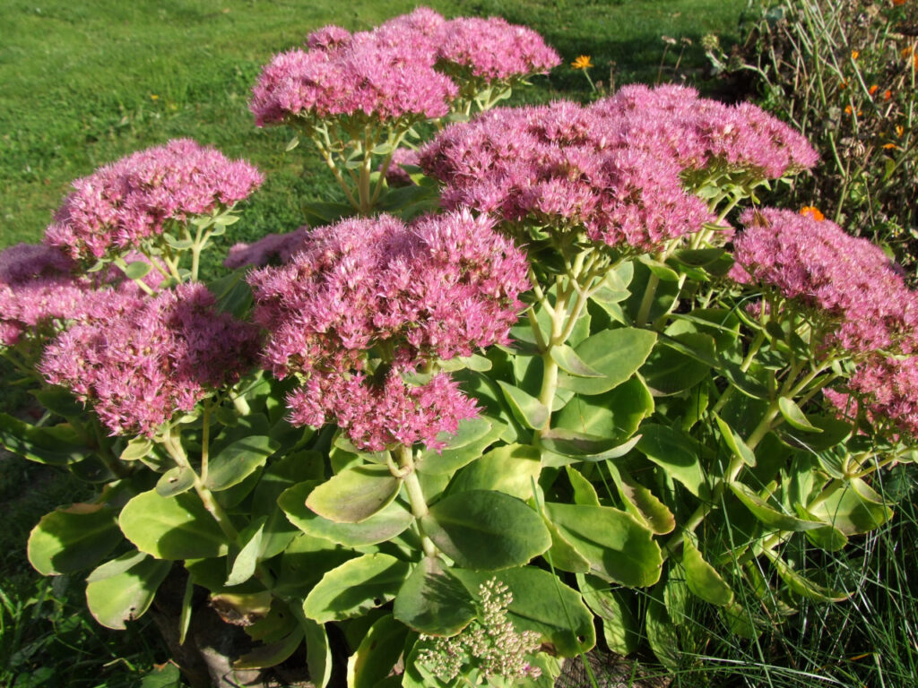 Sedum Vistoso Um Guia Completo Desta Planta