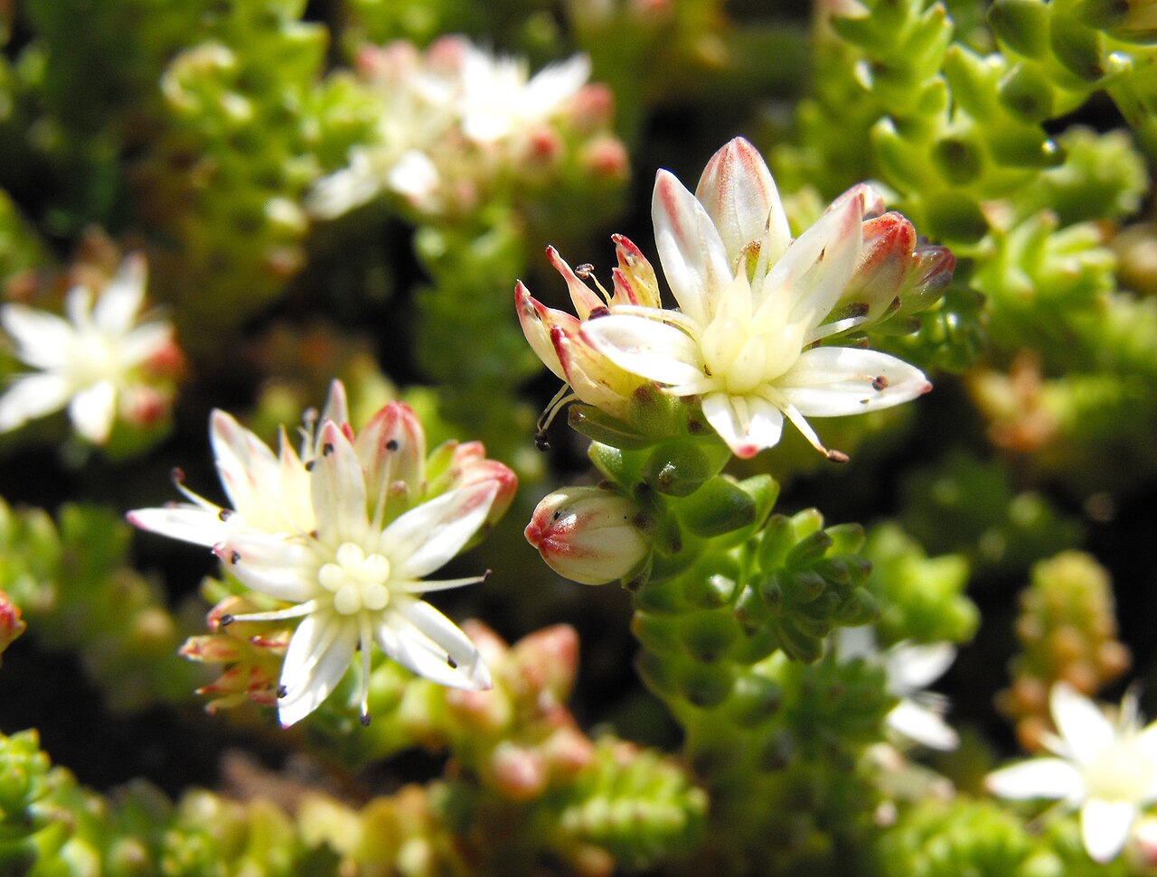 Sedum Moranense Um Guia Completo Sobre Esta Planta