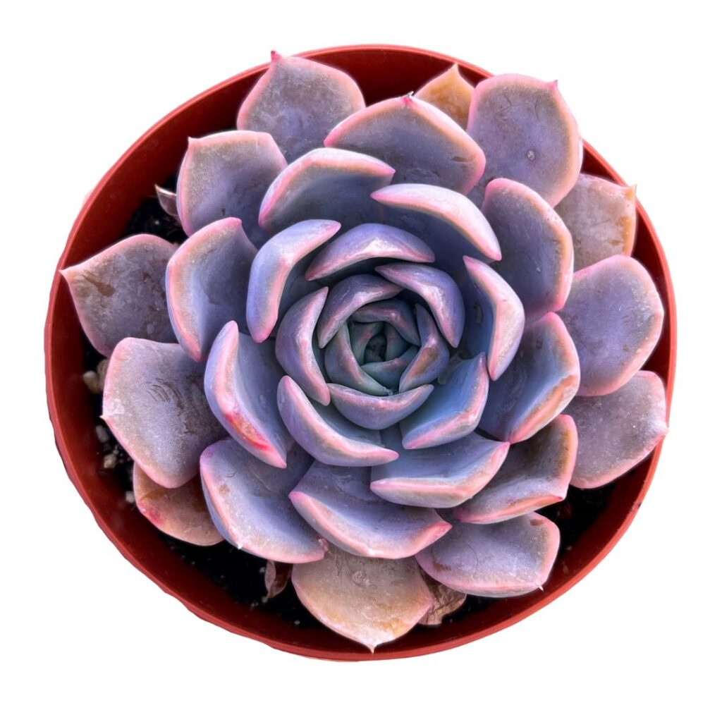 Echeveria Orion Um Desta Planta