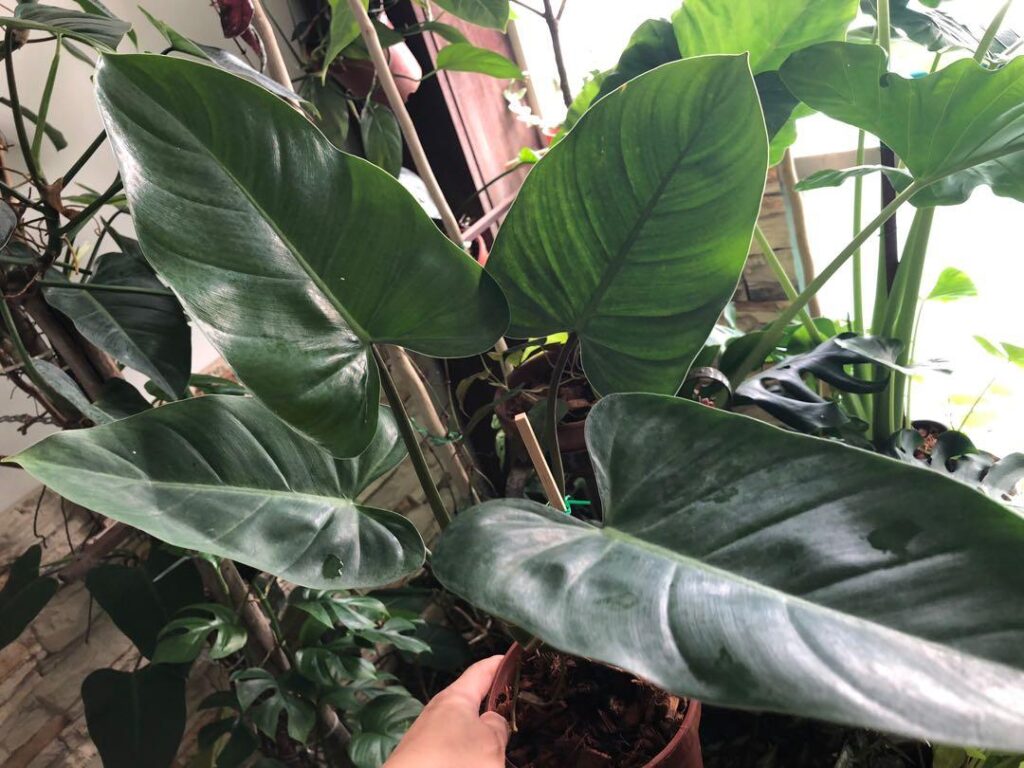 Philodendron Domesticum Um Guia Desta Planta