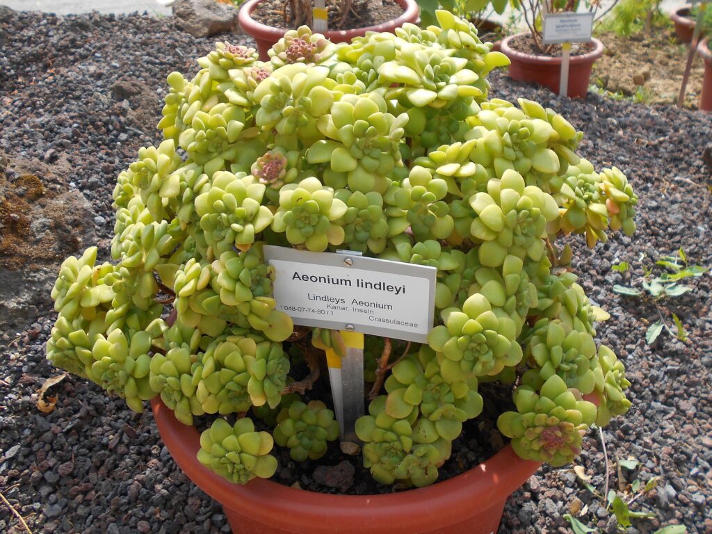 Aeonium Lindleyi Um Guia Completo Desta Planta