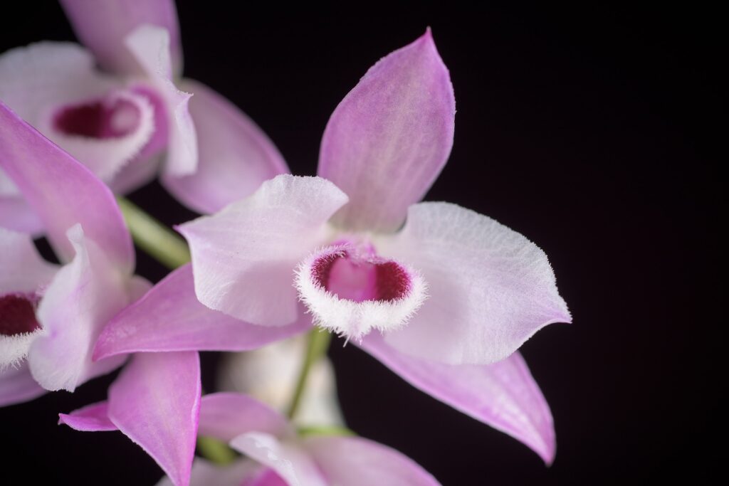 Dendrobium Parishii Um Guia Completo Desta Planta