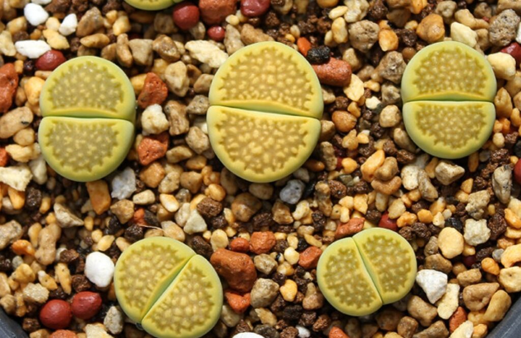 Lithops Hallii Um Guia Completo Para Cultivo Bem Sucedido