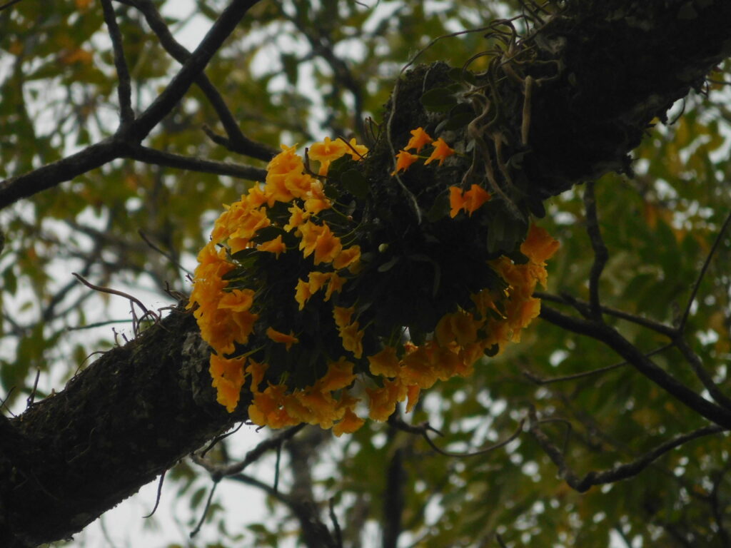 Dendrobium Jenkinsii Um Guia Completo Desta Planta