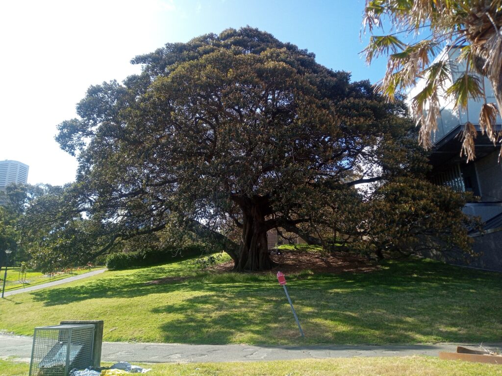 Ficus Macrophylla Um Guia Completo Desta Planta