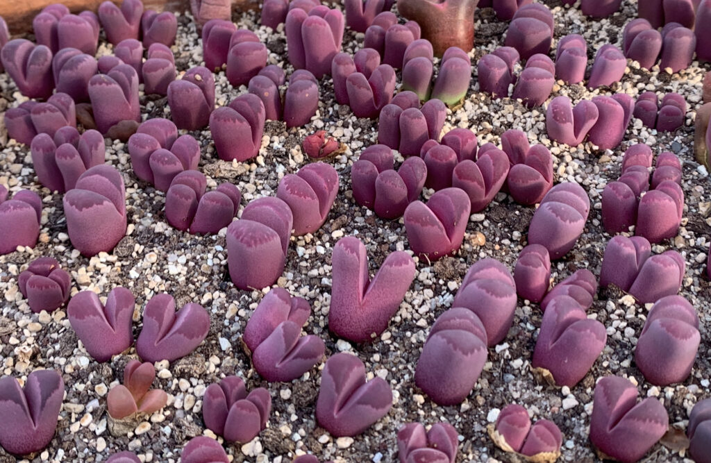 Lithops Optica Rubra Um Guia Completo