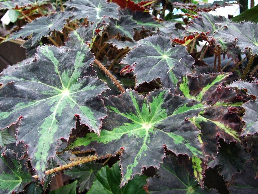 Begonia Heracleifolia Um Guia Completo Desta Planta