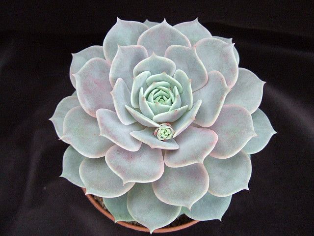 Echeveria Deresina Tudo Sobre Essa Suculenta