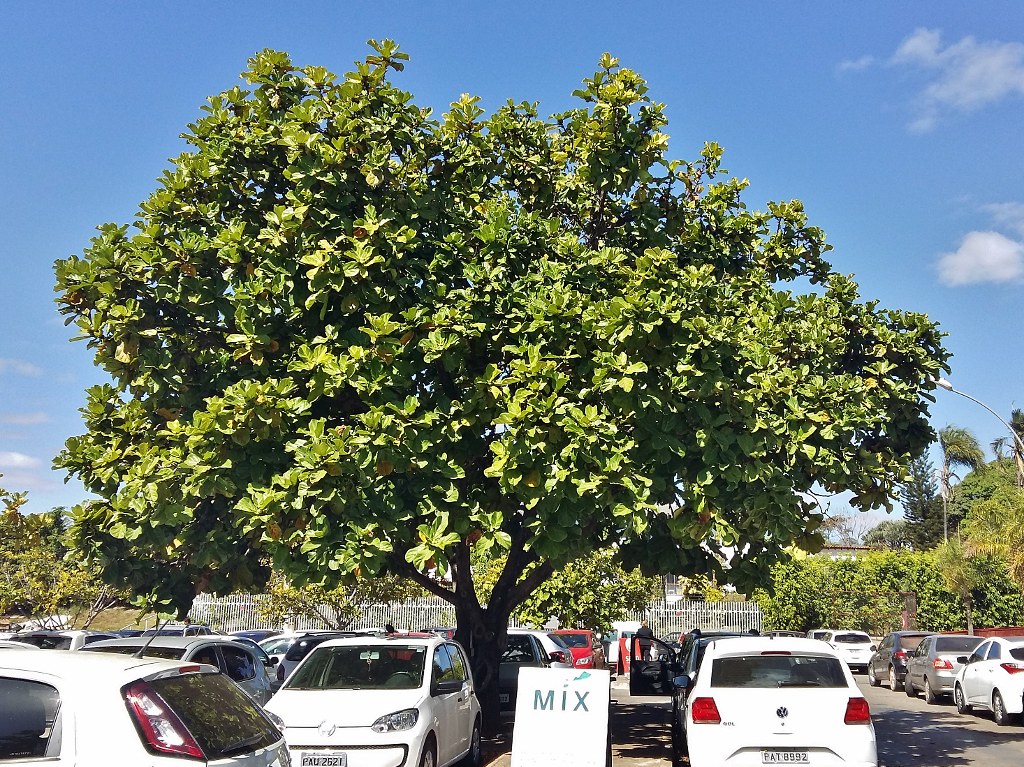 Ficus Lyrata Um Guia Completo Desta Planta