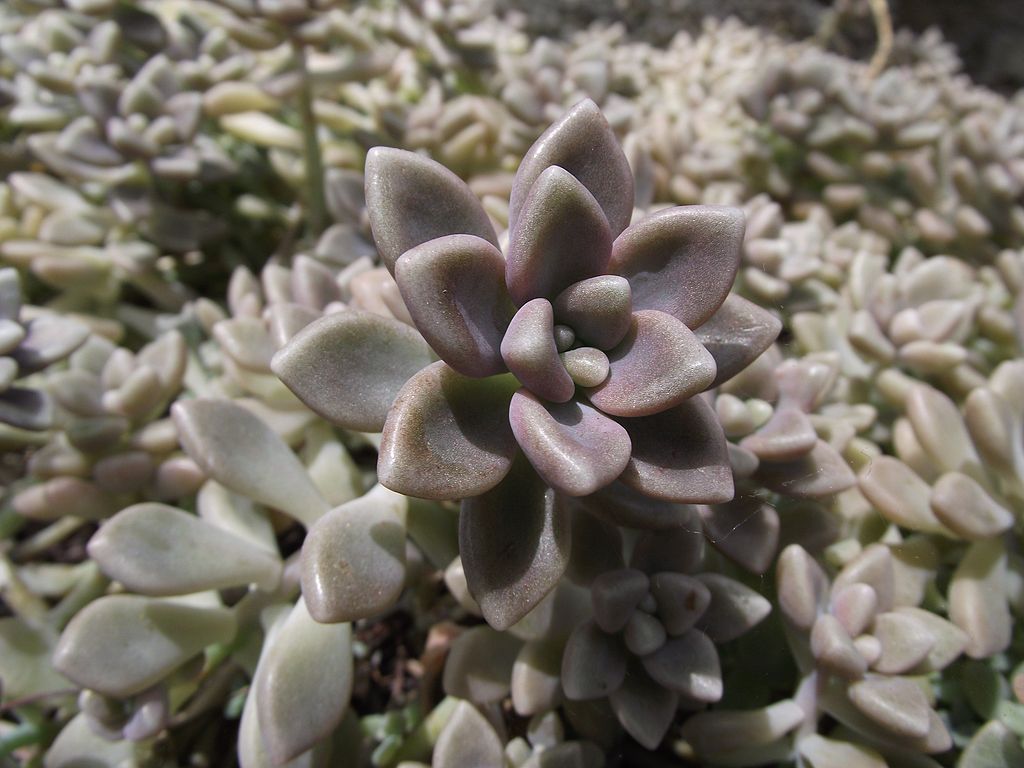 Graptopetalum Mendozae Tudo Sobre Essa Suculenta