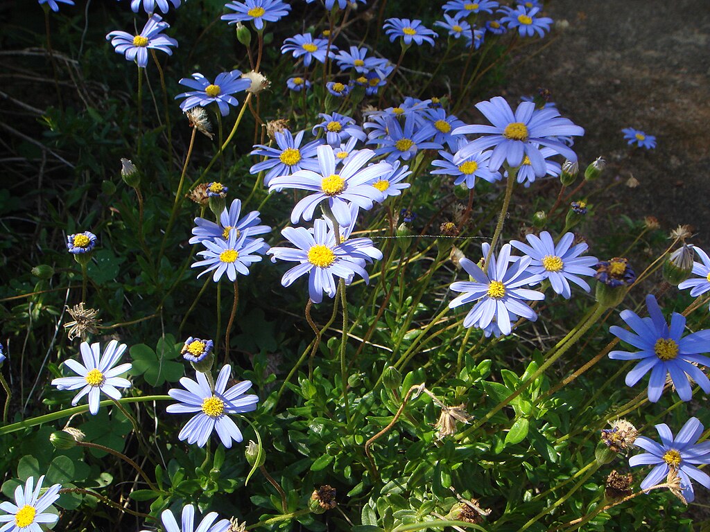 Margarida Azul Tudo Sobre Essa Planta