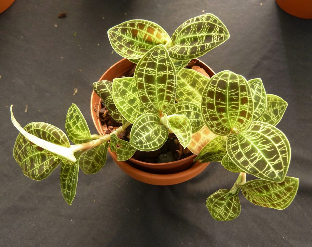 Orquídea Joia Tudo Sobre Essa Planta