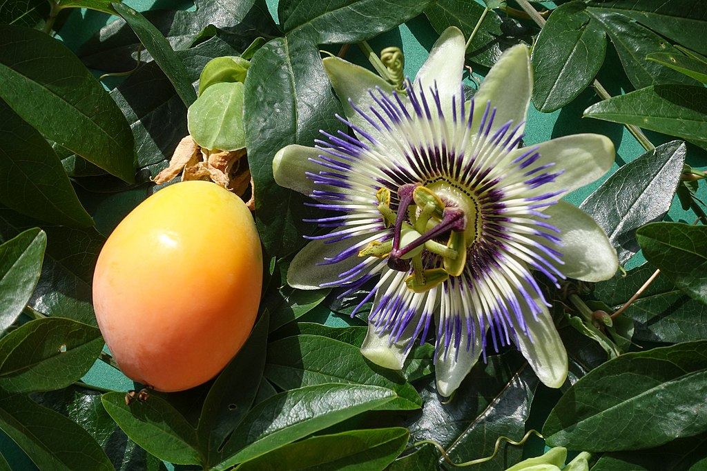 Passiflora Caerulea Um Guia Completo Sobre Essa Planta