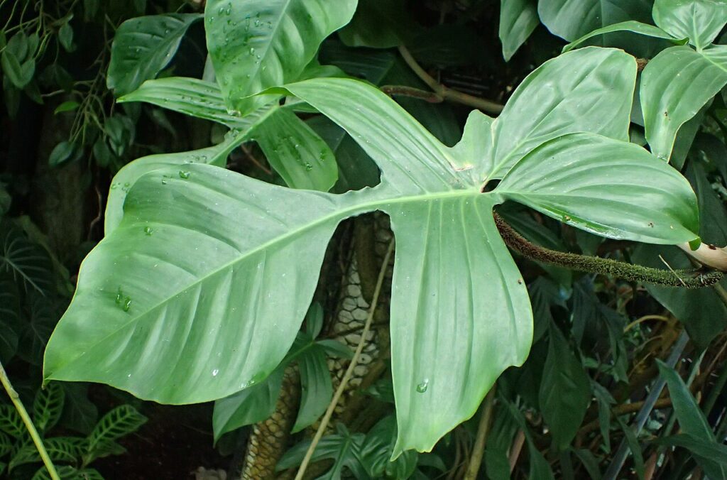 Philodendron Squamiferum Tudo Sobre Essa Planta