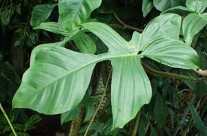 Philodendron Squamiferum Tudo Sobre Essa Planta