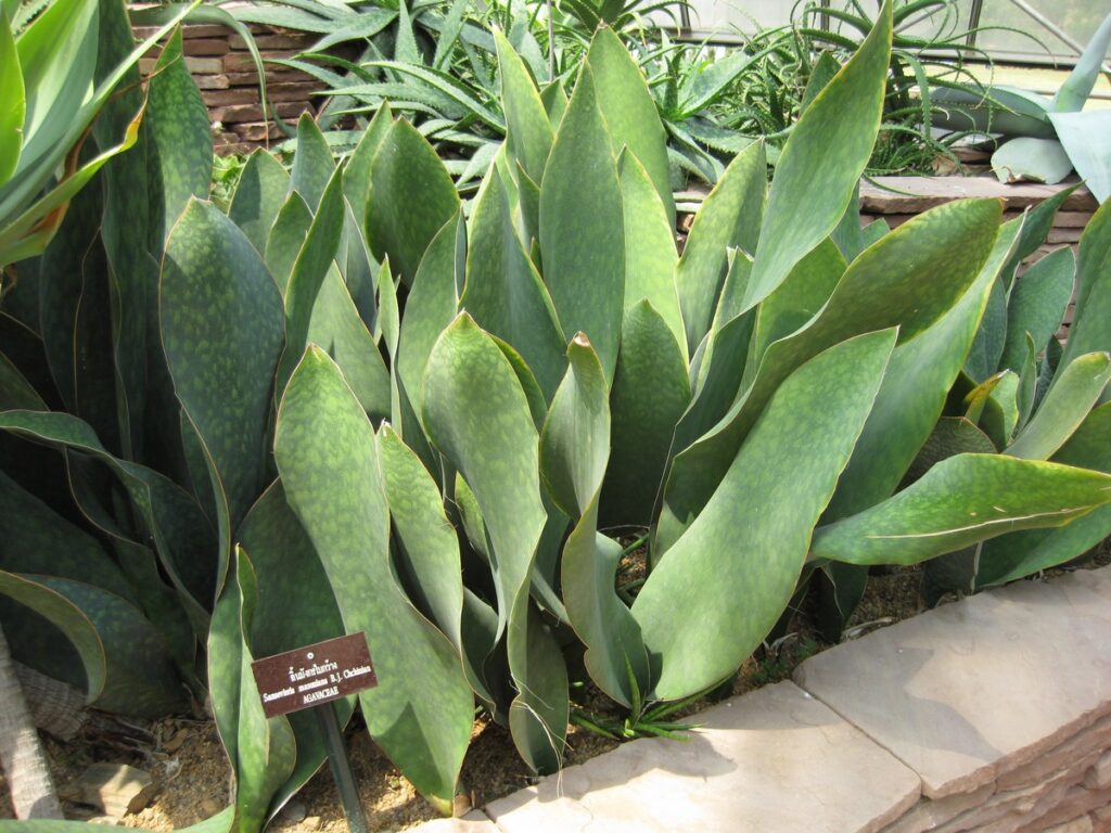 Sansevieria Masoniana Um Guia Completo