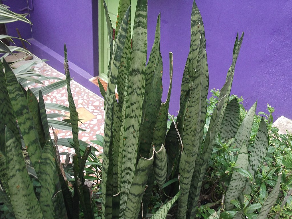 Sansevieria Zeylanica Saiba Tudo Sobre Essa Planta