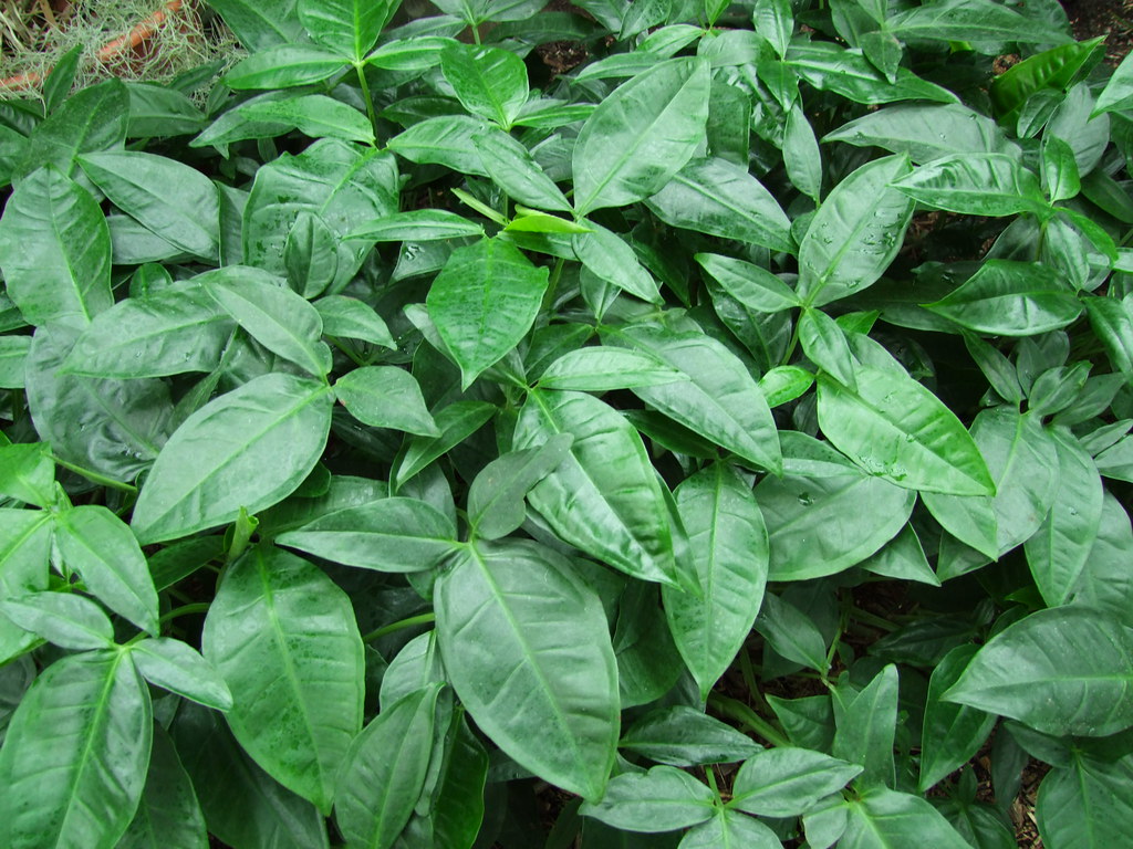 Syngonium Podophyllum Um Guia Completo Desta Planta