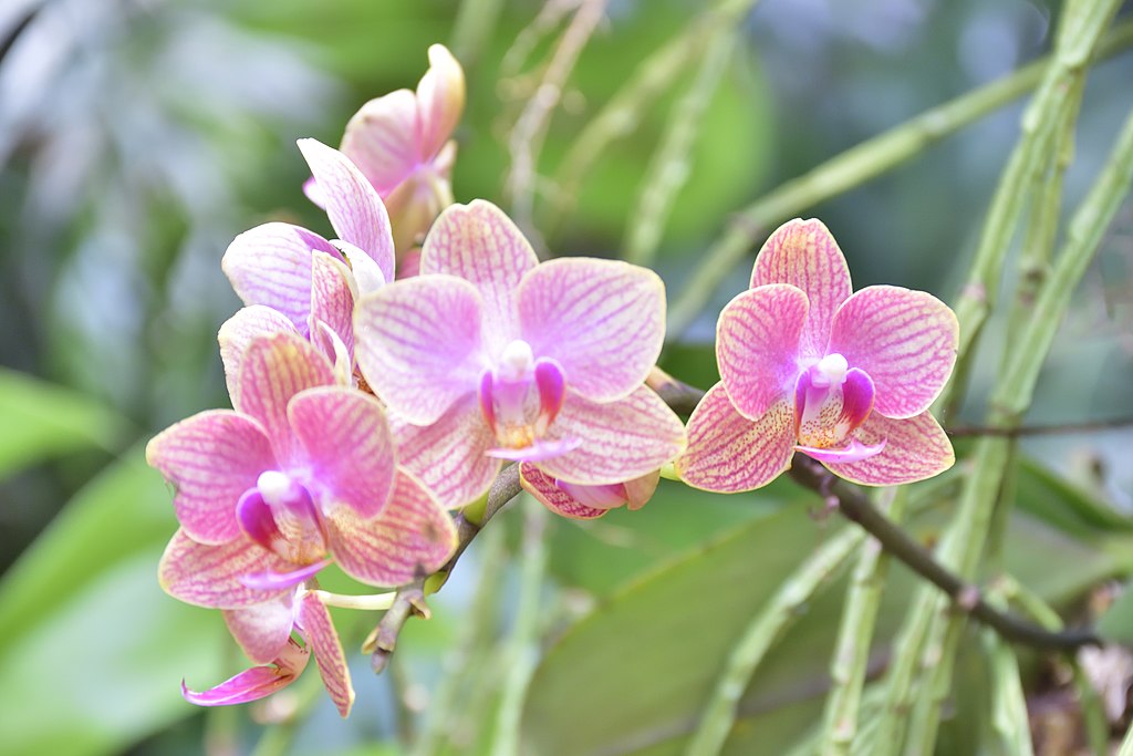 Como Regar a Orquidea Phalaenopsis