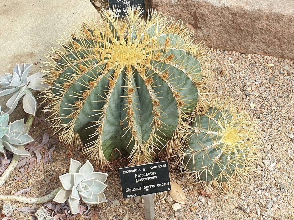 Ferocactus Glaucescens: Um Guia Completo