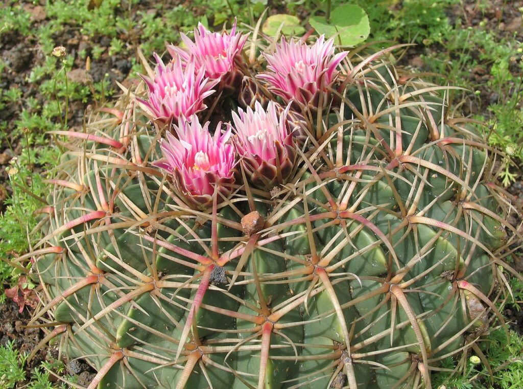 Ferocactus Macrodiscus Um Guia Completo