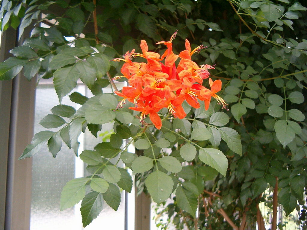 Tecomaria Capensis Um Guia Completo