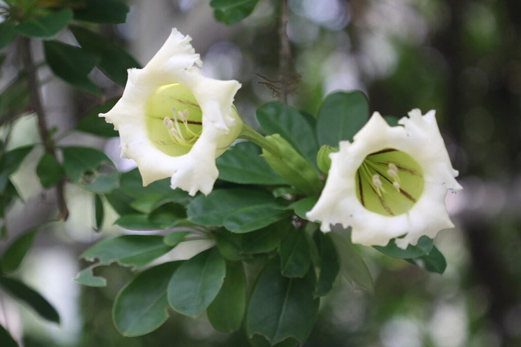 Solandra Grandiflora Um Guia Completo