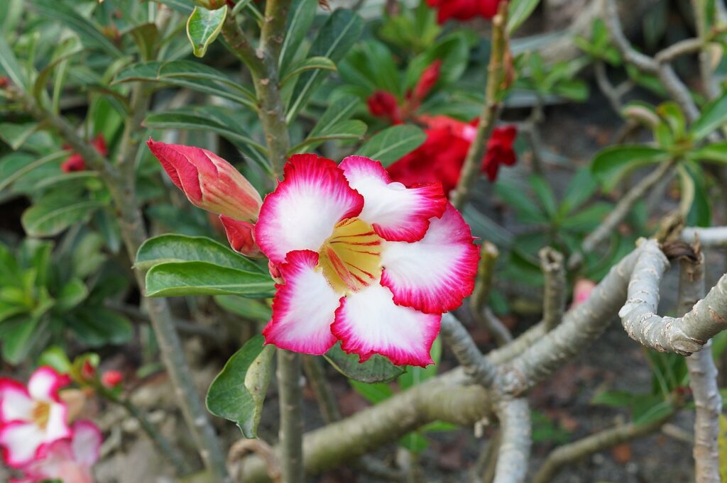 Como Plantar Galho de Rosa do Deserto