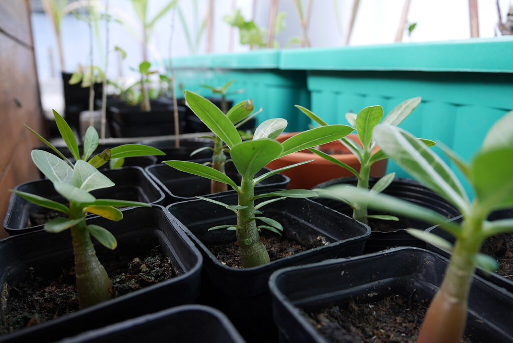 Como Plantar Muda de Rosa do Deserto no Vaso