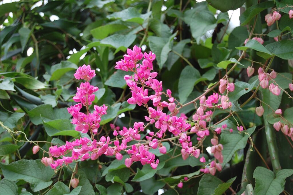 Antigonon Leptopus Um Guia Completo