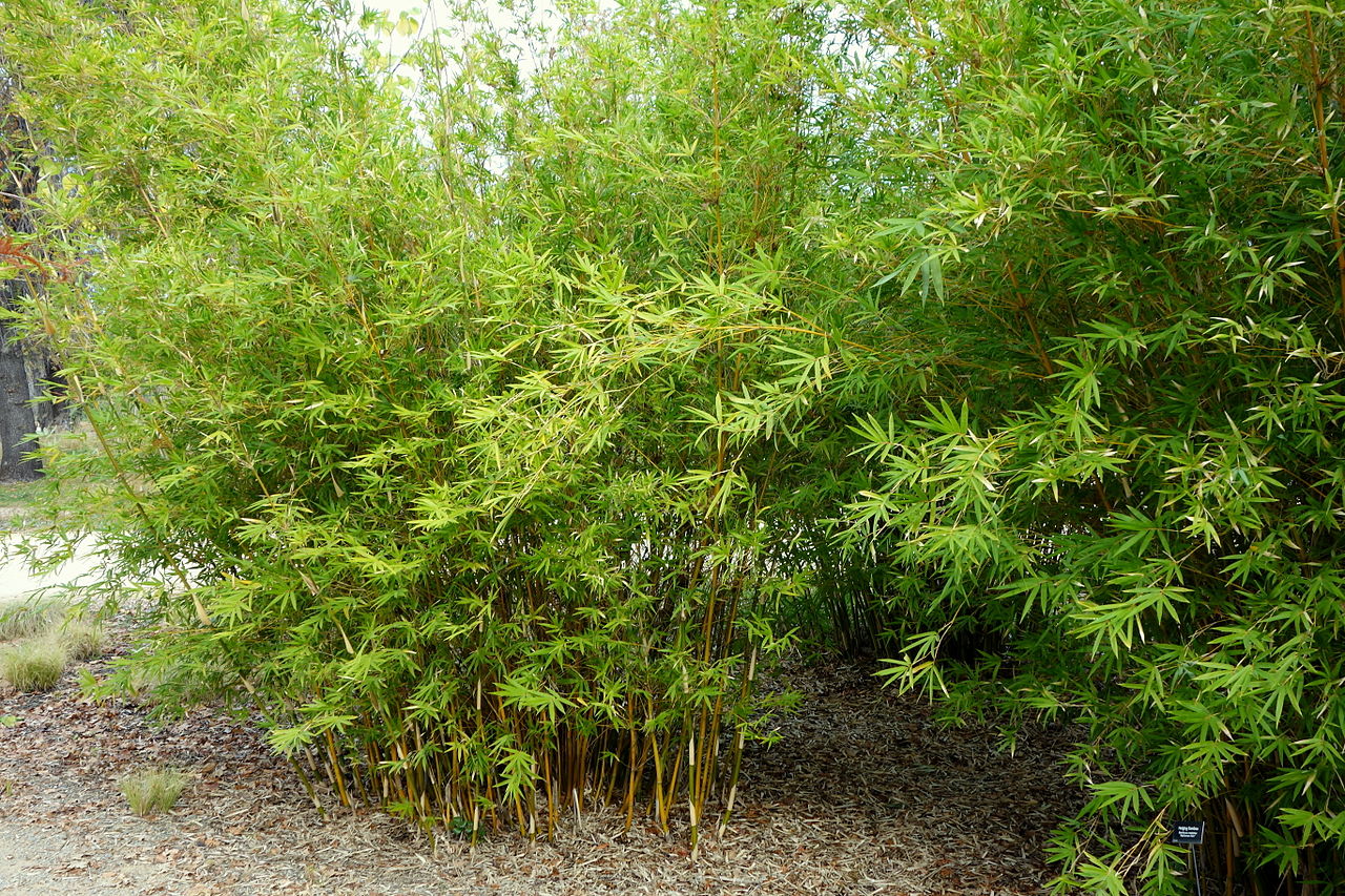 Bambusa Multiplex Um Guia Completo Desta Planta