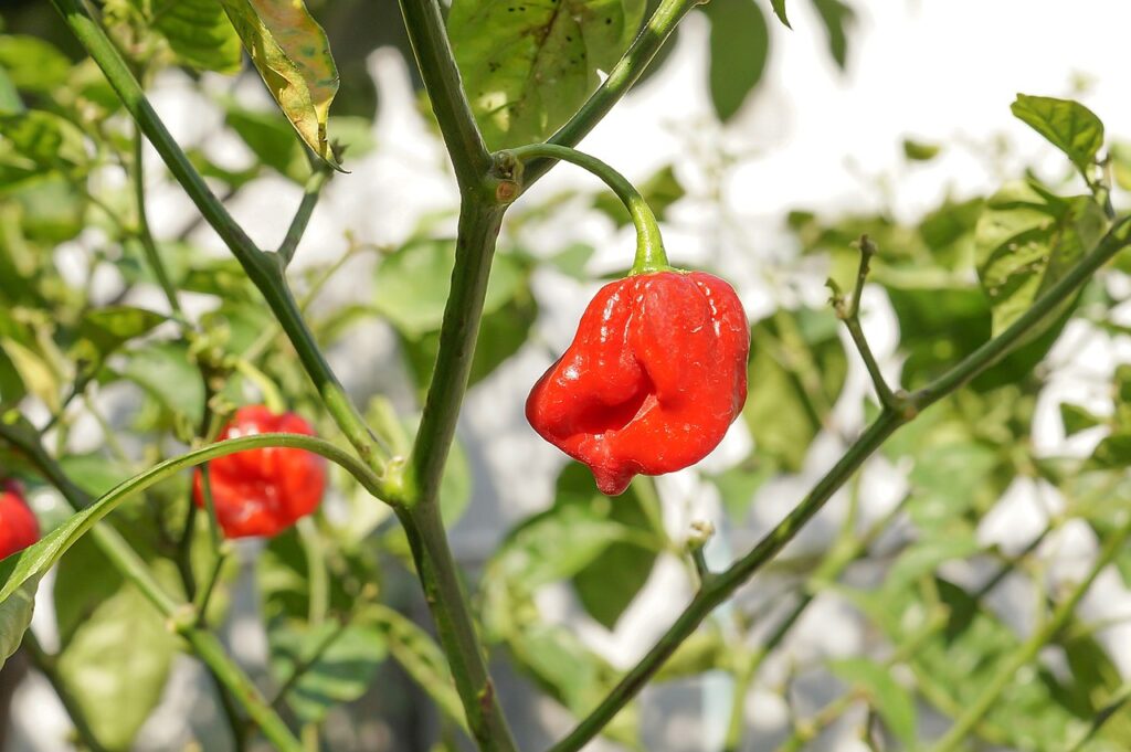 Capsicum Annuum Um Guia Completo