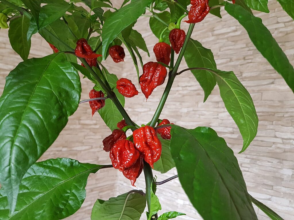 Pimenta Carolina Reaper