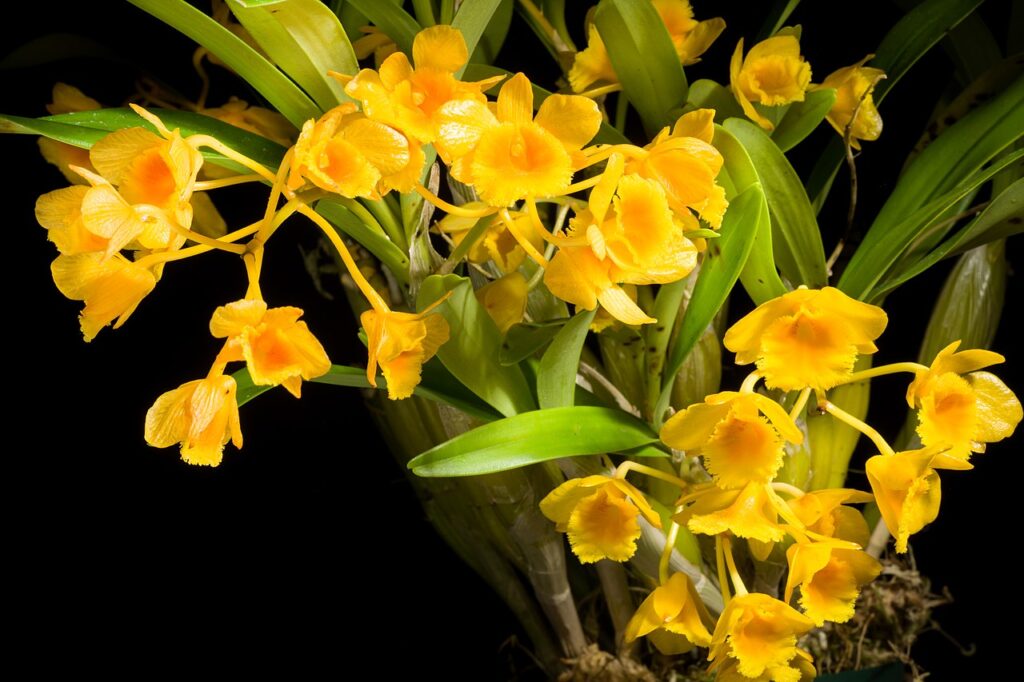 Dendrobium Chrysotoxum Um Guia Competo Desta Planta