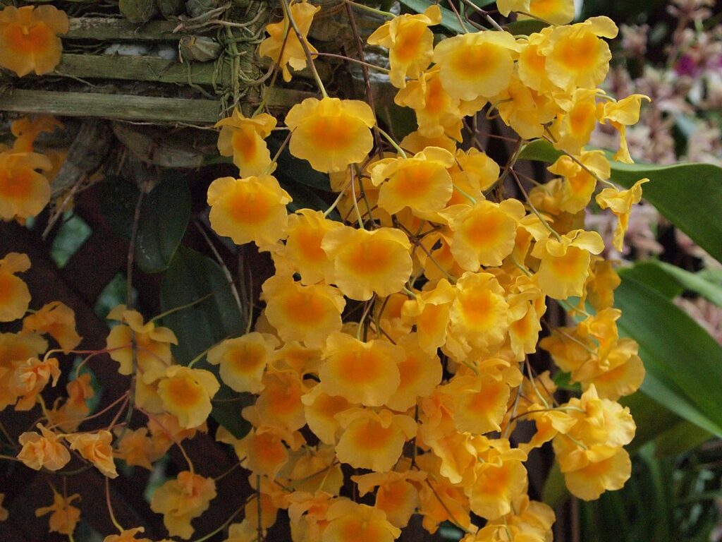 Dendrobium Lindleyi Um Guia Sobre Essa Planta