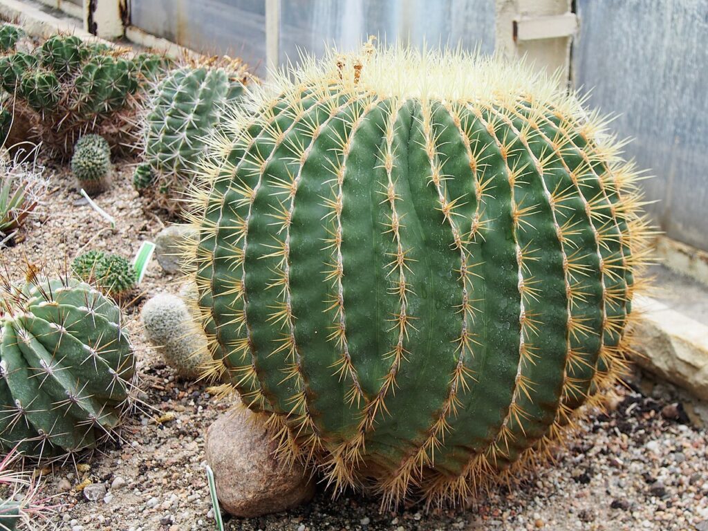 Ferocactus Histrix Um Guia Completo