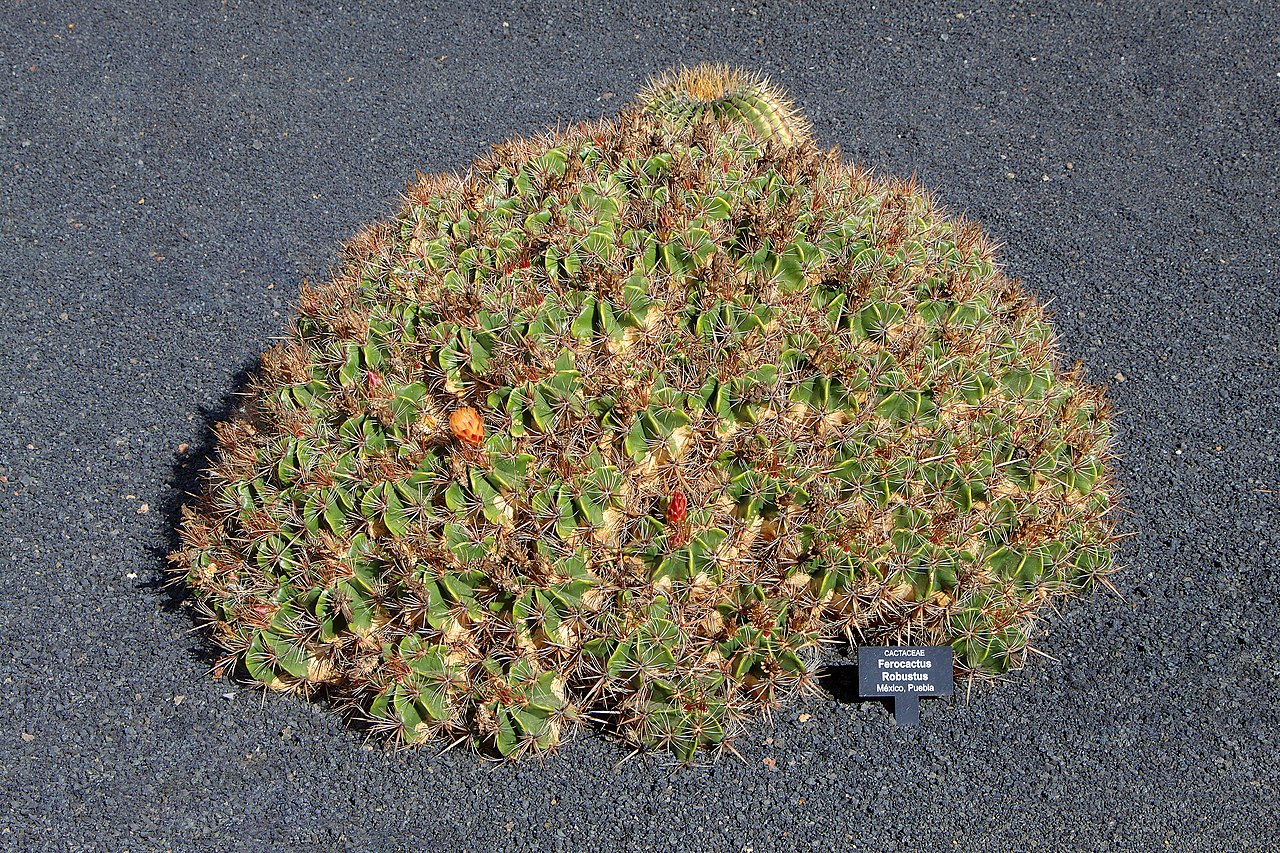 Ferocactus Robustus Um Guia Completo