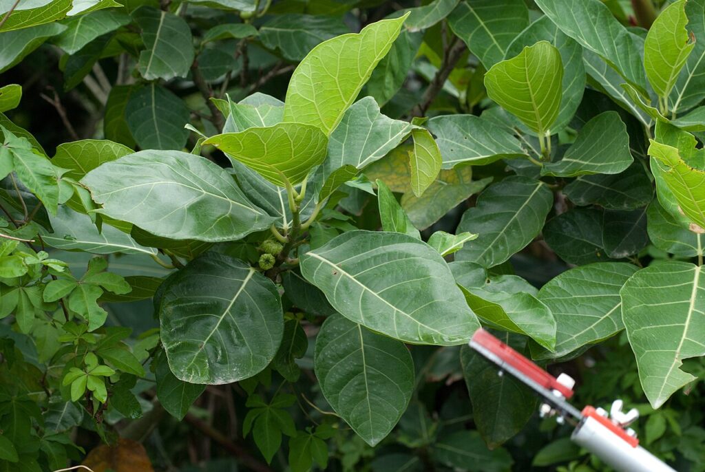 Ficus Septica Um Guia Desta Planta