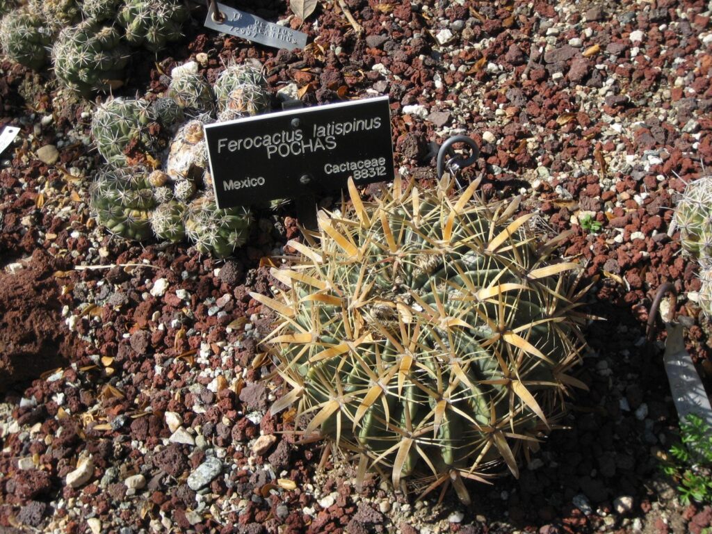 Ferocactus Latispinus Um Guia Completo