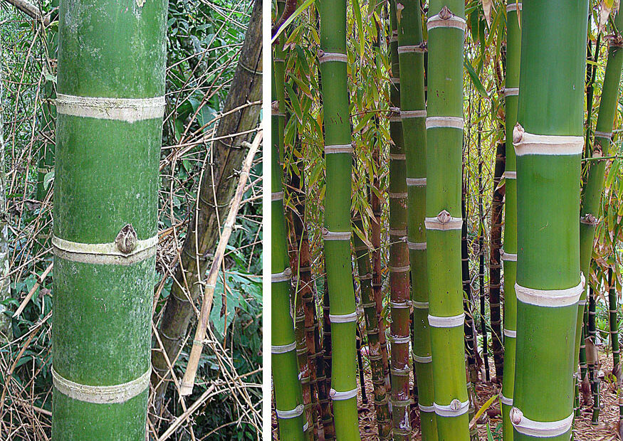 Bambu Guadua Um Guia Completo - Guia das Suculentas