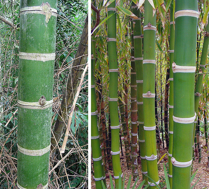 Bambu Guadua Um Guia Completo - Guia das Suculentas