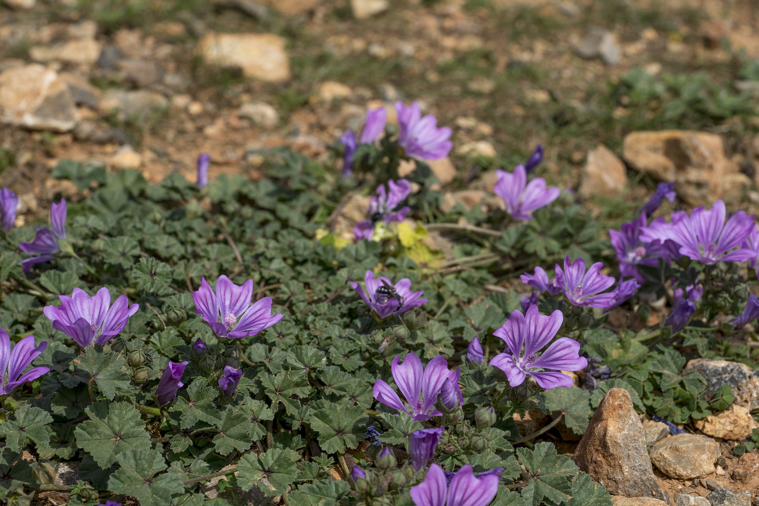 Malva Sylvestris Um Guia Completo Desta Planta