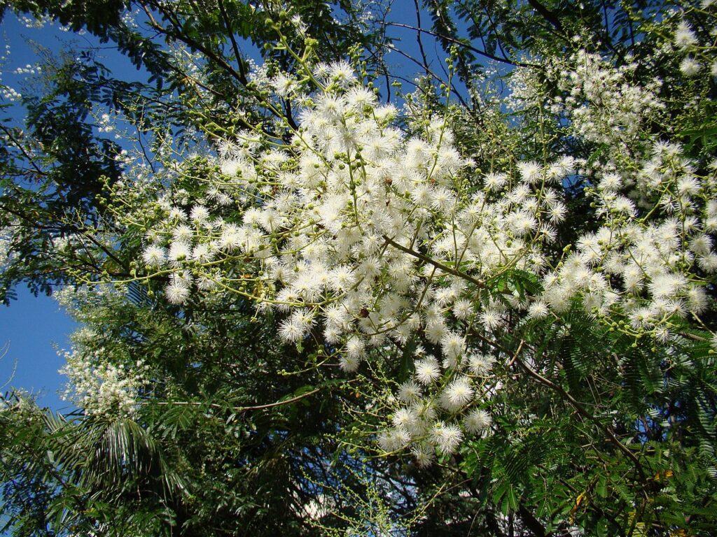 Mimosa Bimucronata Um Guia Completo