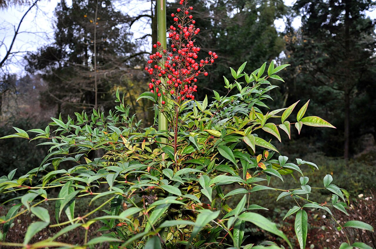 Nandina Um Guia Completo